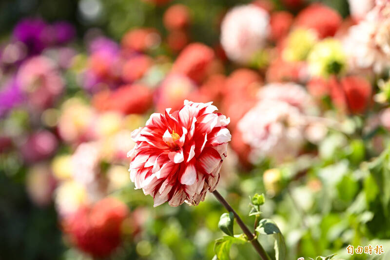 大安森林公園隨處可見完全綻放的大理花。(記者陳逸寬攝) 大安森林公園隨處可見完全綻放的大理花。(記者陳逸寬攝)