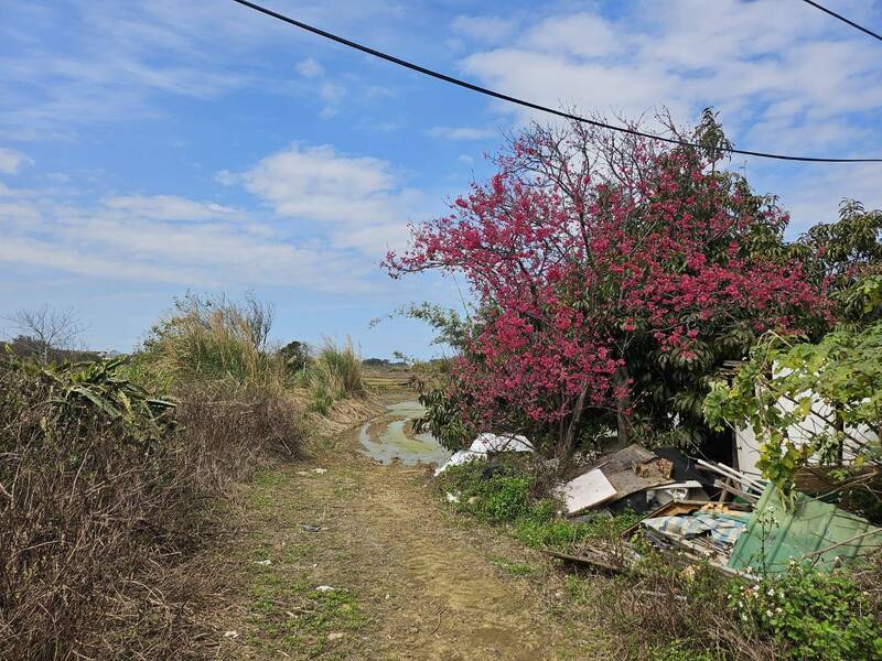 桃園賞櫻潮！復興拉拉山昭和櫻粉嫩盛開 中壢莒光公園花況8成 - 生活 - 自由時報電子報