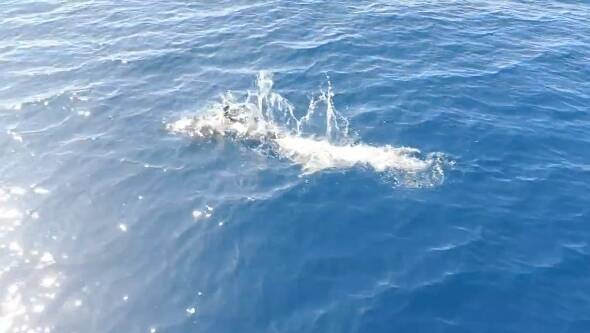 海豚驚喜伴遊！屏東小琉球航線全船嗨翻 - 生活 - 自由時報電子報