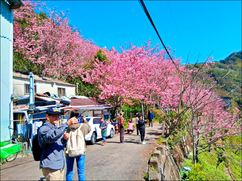 連假好天氣 北橫追櫻潮一波波 - 生活 - 自由時報電子報