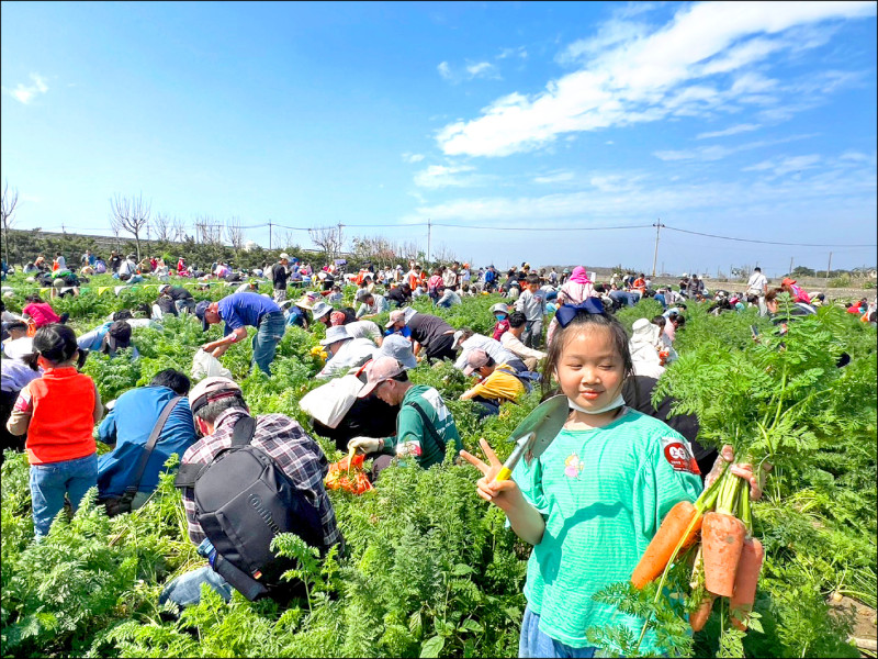 東勢拔胡蘿蔔體驗 逾萬人下田 - 生活 - 自由時報電子報