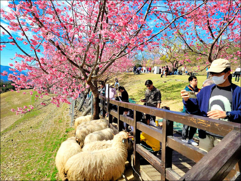 連假第二天 日月潭湧逾7.5萬遊客 - 生活 - 自由時報電子報