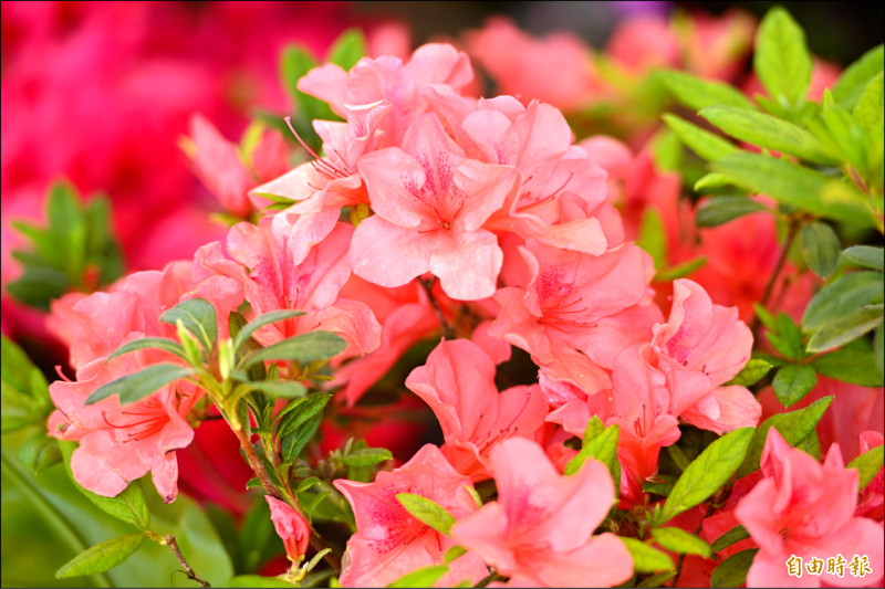 台北杜鵑花季登場 盛開再等1週 - 生活 - 自由時報電子報