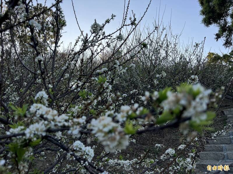 花壇虎山巖「下雪」了 李花盛開的「彩虹阿嬤」超顯眼 - 生活 - 自由時報電子報