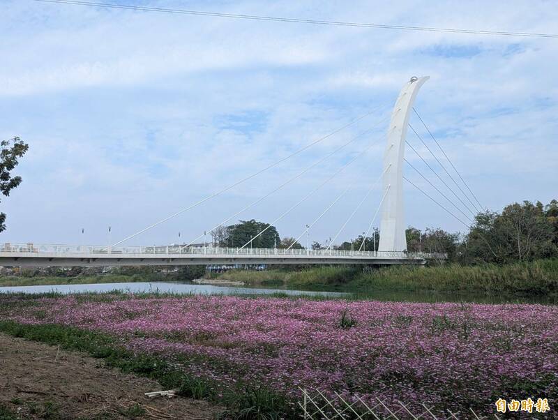 嘉義八掌溪畔波斯菊夢幻花海綻放 3/8~3/9「春嬉風鈴」卡司曝光 - 生活 - 自由時報電子報