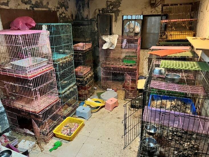 追虐殺疑案救出16貓 新北動保處：非法繁殖場藏身頂加民宅 - 生活 - 自由時報電子報