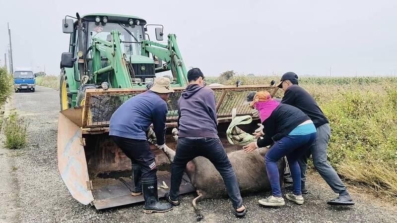 肆虐嘉縣玉米田「浪牛」 有人認養了 - 生活 - 自由時報電子報