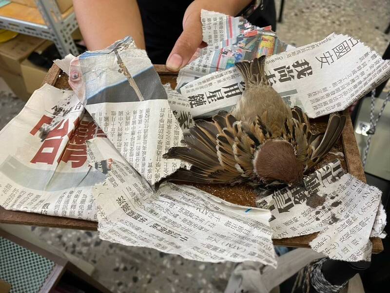 無所不黏連眼鏡蛇也受害！保育團體籲捕鼠勿用黏鼠板 - 生活 - 自由時報電子報