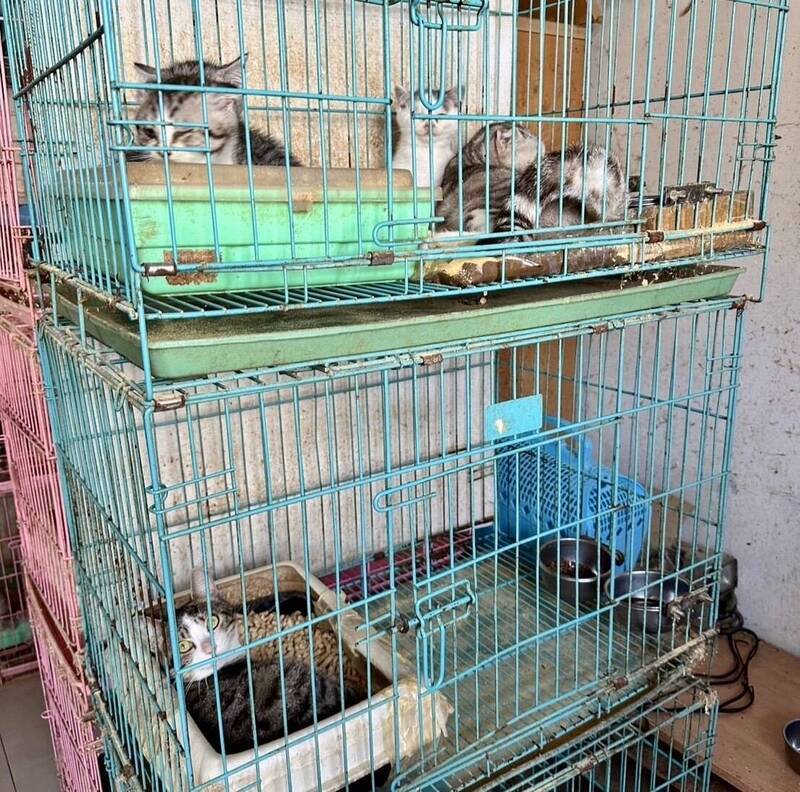 涉虐死7隻幼貓棄屍路邊 新北運將羈押禁見 - 社會 - 自由時報電子報