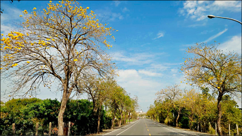 《彰化》芬園黃花風鈴木 估明起大爆發 - 生活 - 自由時報電子報