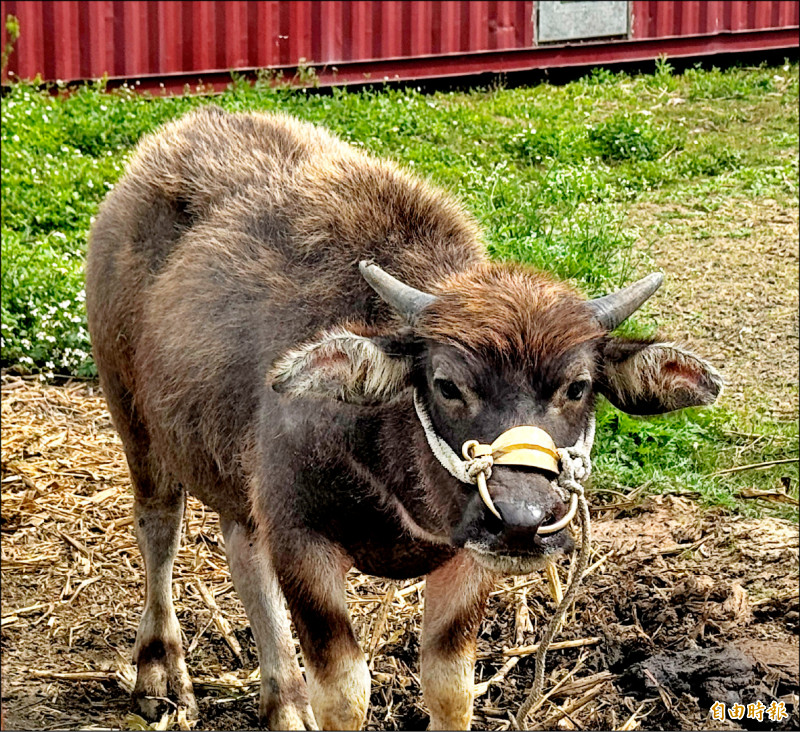 義竹玉米田浪牛 被認養取名「番麥」 - 生活 - 自由時報電子報
