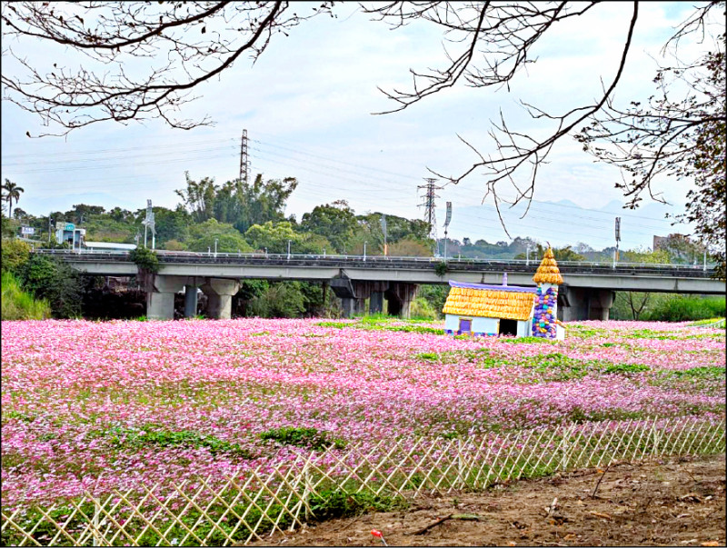 賞黃花風鈴木 中埔8、9日辦市集 - 生活 - 自由時報電子報