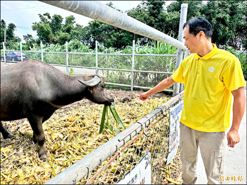 林家良2022年成立水牛安養中心，現飼養3隻水牛。（記者李文德攝）