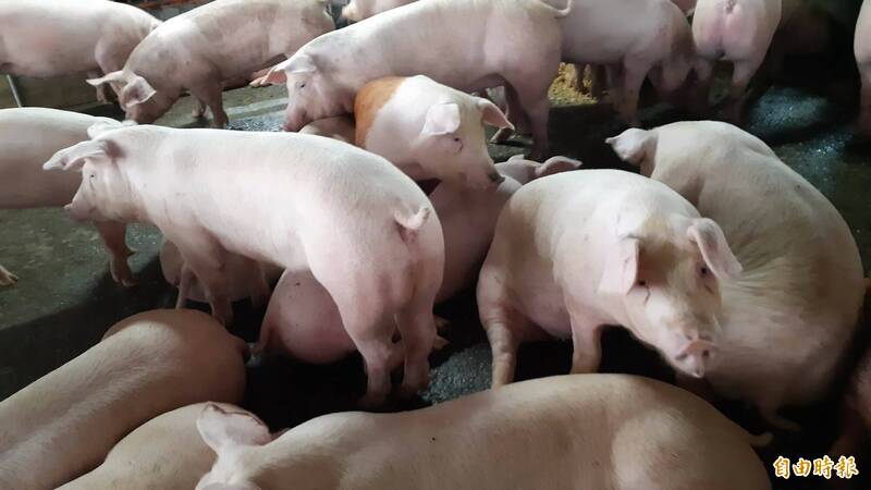 台東調漲肉豬屠宰費用引攤商抗議 陳瑩、莊瑞雄盼縣府重新檢討 - 生活 - 自由時報電子報