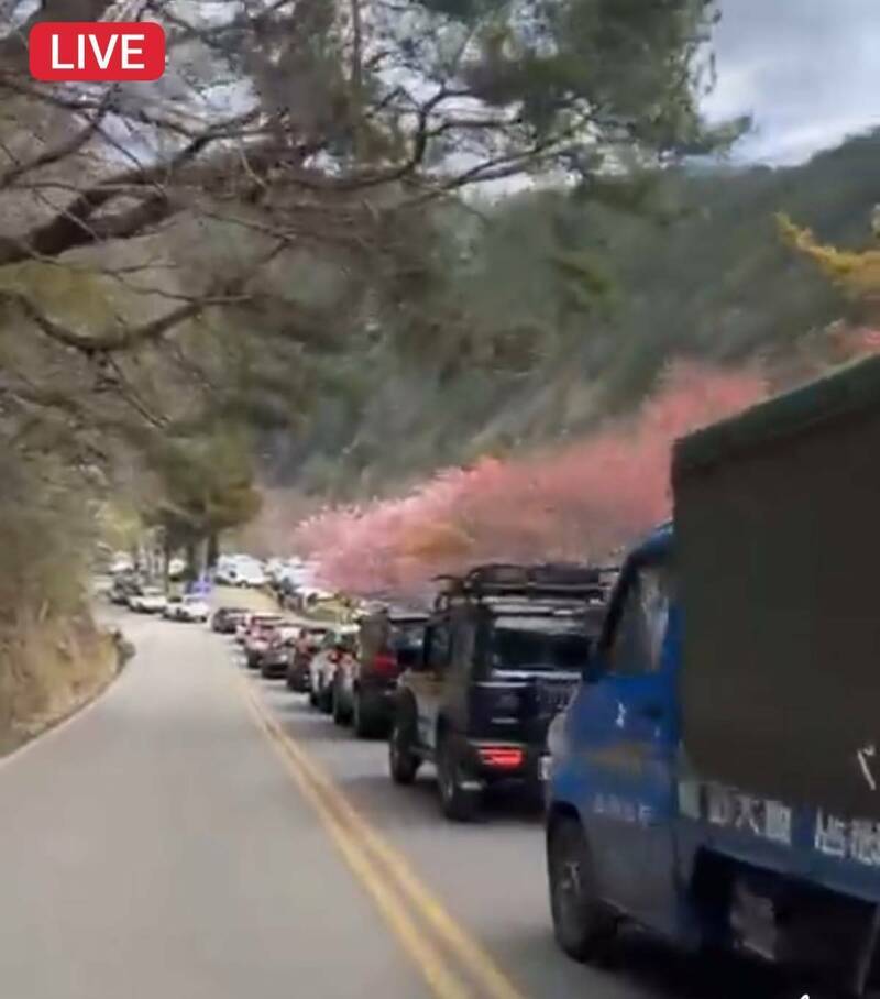 武陵農場櫻花季交管結束首日 武陵出現塞車潮 - 生活 - 自由時報電子報
