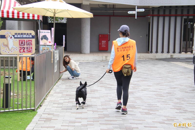 竹縣動保所下週三辦柴犬認養 週四起連3天開放相見歡 - 生活 - 自由時報電子報