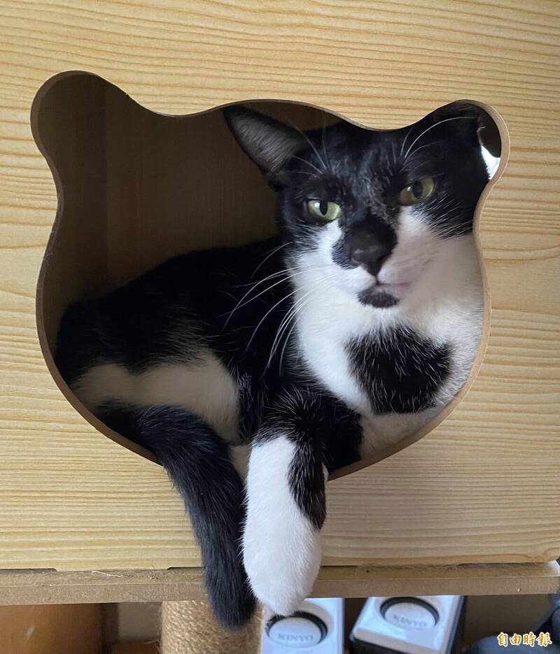 每隻每月1200元委託代養186隻流浪犬貓 彰縣公告2個月無人問 - 生活 - 自由時報電子報