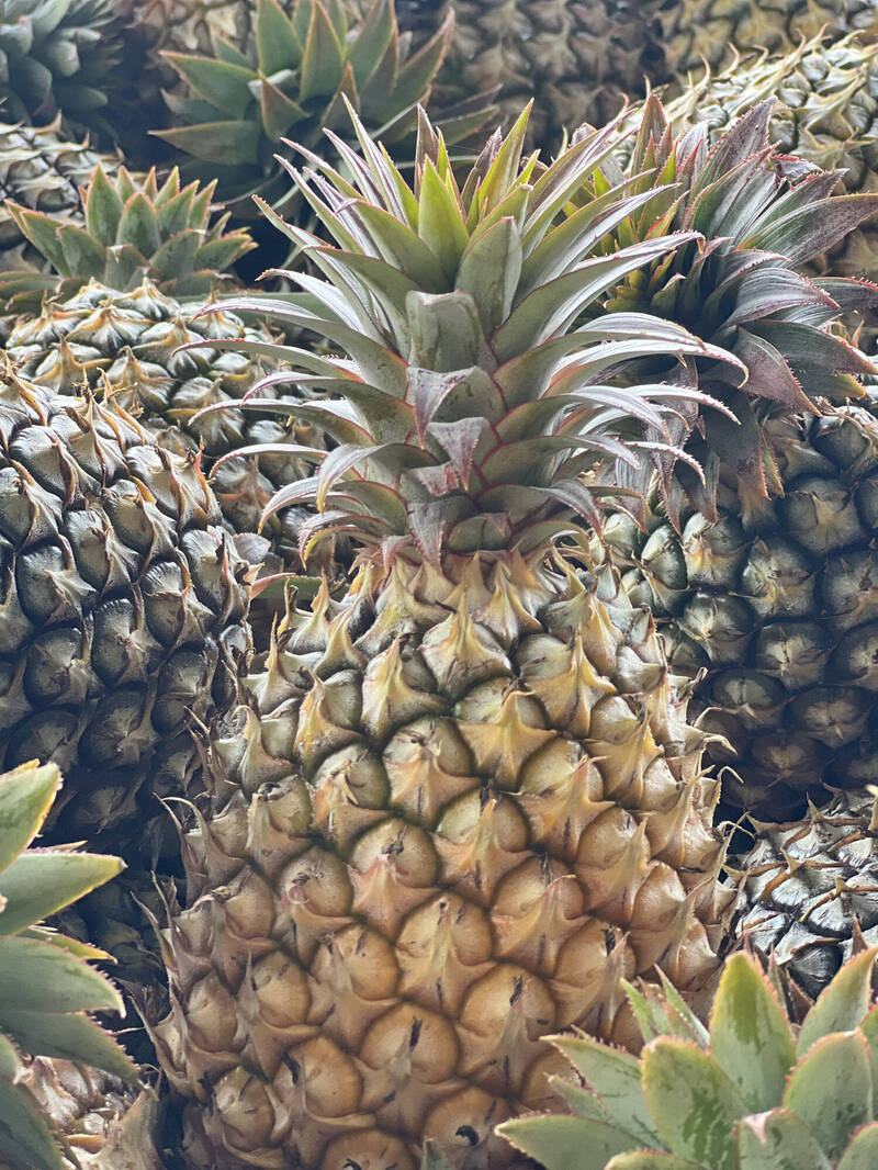 金鑽鳳梨產季來了！量減1成 價格不貴 - 生活 - 自由時報電子報