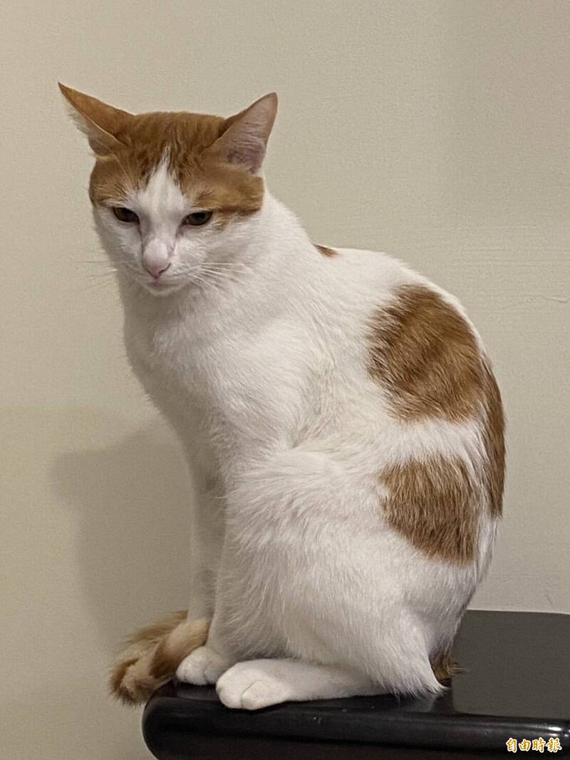 犬貓飼主注意！ 狂犬病疫苗1劑140元 彰化9場時間地點曝光 - 生活 - 自由時報電子報