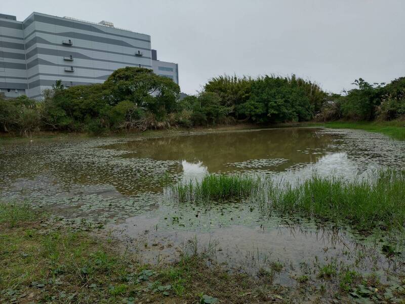 守護瀕危赤腹游蛇！ 公部門推生態給付3/5聖德國小說明會 - 生活 - 自由時報電子報