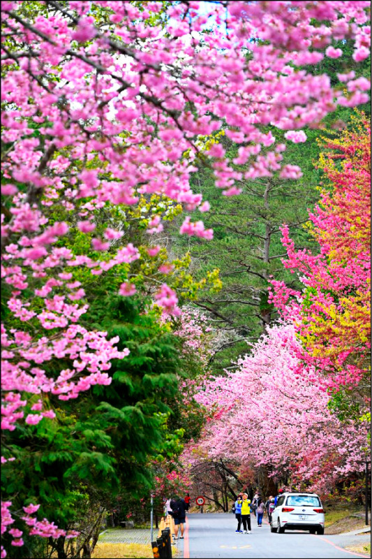 交管結束首日 武陵農場賞櫻塞車 - 生活 - 自由時報電子報