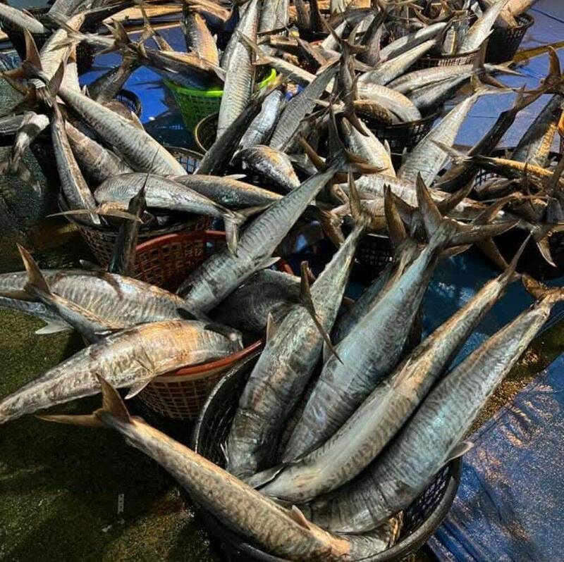 「白金」春節後價格跌落 澎湖魚市場被土魠淹沒 - 生活 - 自由時報電子報