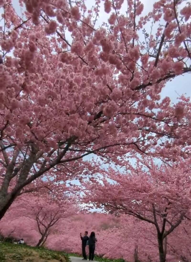 武陵農場繼「櫻吹雪」後 今晨因下雨出現「花地毯」 - 生活 - 自由時報電子報
