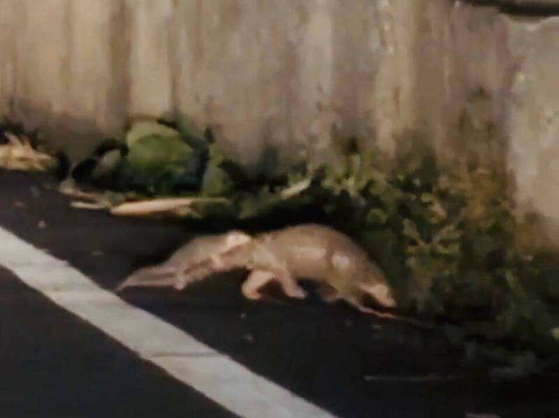 穿山甲寶寶緊抱著媽媽尾巴過馬路 畫面逗趣 - 生活 - 自由時報電子報