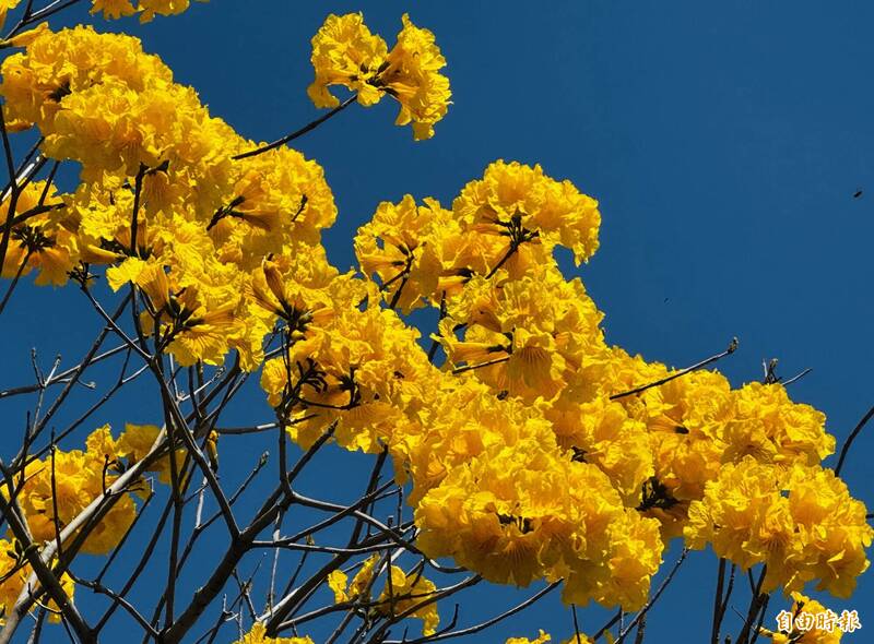 夜櫻盛宴！嘉義「櫻之道」昭和櫻滿開 愈夜愈美麗 - 生活 - 自由時報電子報