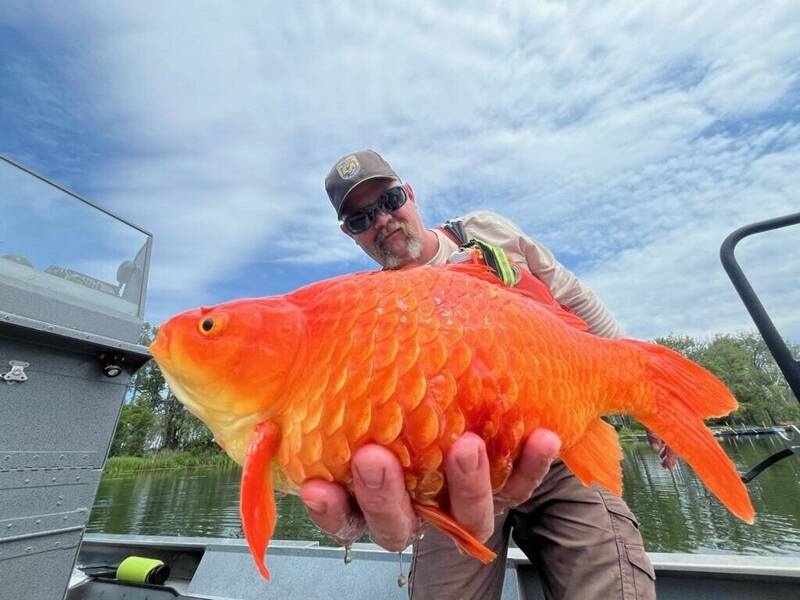 野放後長超大！賓州研究員驚見「巨大金魚」 恐影響河川生態 - 國際 - 自由時報電子報