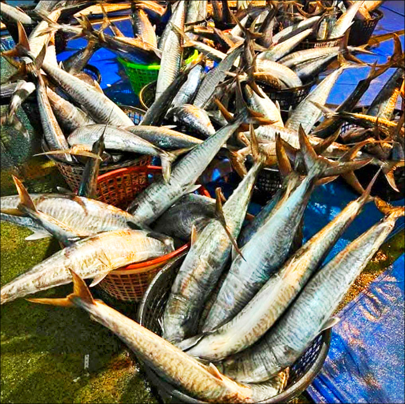 澎湖捕獲2千尾土魠 平民價饕客搶 - 生活 - 自由時報電子報