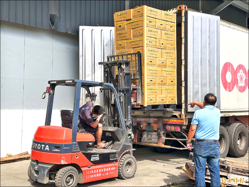 日本減產 雲林高麗菜外銷搶市 - 生活 - 自由時報電子報