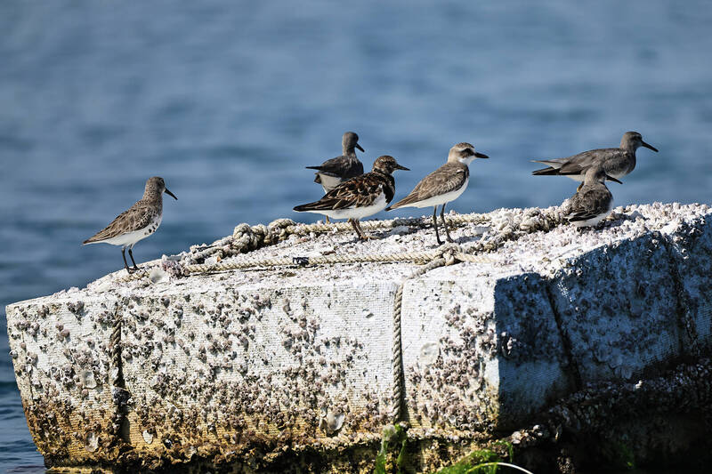 澎湖野鳥學會調查 箱網養殖區度冬鷗類數量增加 - 生活 - 自由時報電子報