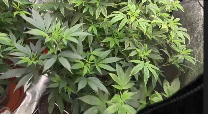 家中搭棚建「開心農場」 警逮「自耕農」起獲62株大麻植栽 - 社會 - 自由時報電子報