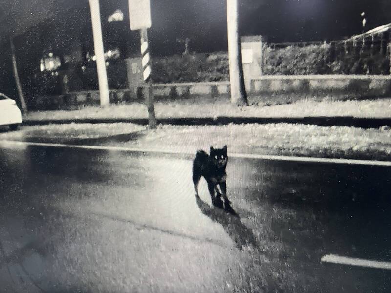 車庫大門才打開......寵物犬「柴柴」奪門而出還走失 嚇壞飼主 - 社會 - 自由時報電子報