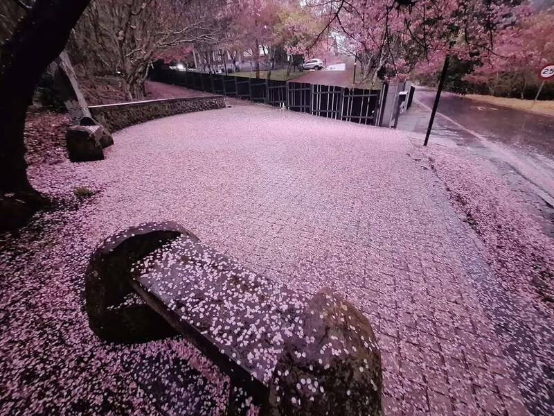 武陵農場櫻花地毯迎賓 大雨攪局遊客砍半 - 生活 - 自由時報電子報