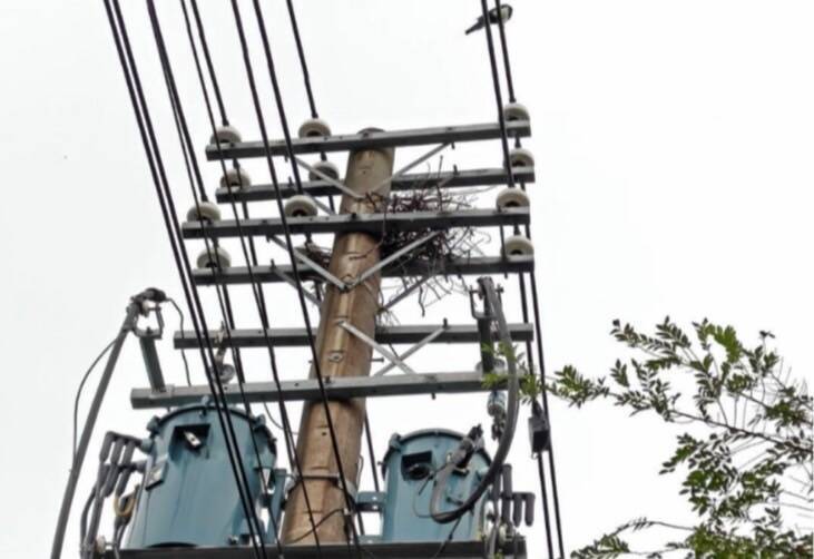 台電北南區處啟動「春季驚蟄日」 強化電網防護確保供電穩定 - 生活 - 自由時報電子報