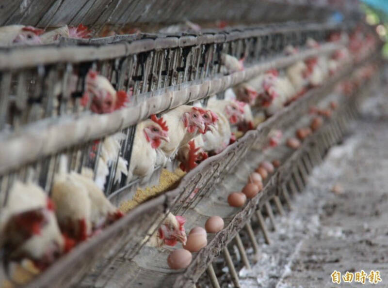 老爸開養雞場殺生太多？ 子女拿1500萬「請佛淨化」結果一去不復返 - 社會 - 自由時報電子報