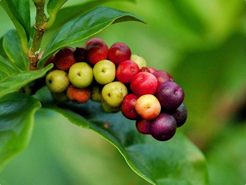 屏東市千禧公園3/9發樹苗 4900株放送 - 生活 - 自由時報電子報