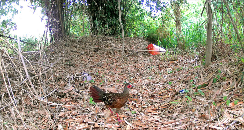 現蹤台東卑南溪口植被復育造林地的藍腹鷴。（林保署台東分署提供）