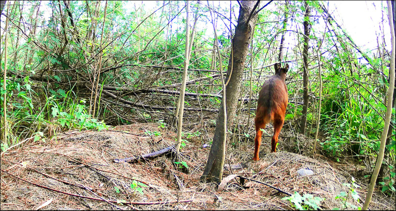 現蹤台東卑南溪口植被復育造林地的台灣野山羊。（林保署台東分署提供）