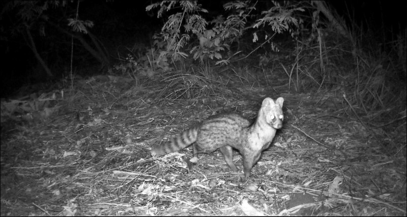 台東卑南溪口造林地 喜見3大保育動物 - 生活 - 自由時報電子報