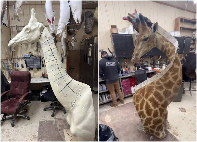 回家路上驚見皮卡車疑載長頸鹿遺體 車主澄清：是標本 - 國際 - 自由時報電子報