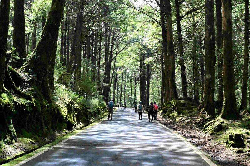 阿里山花季搶先看！主角櫻花綻放 其它花卉爭奇鬥艷 - 生活 - 自由時報電子報