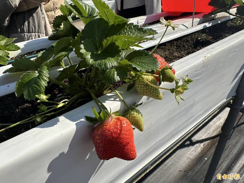 苗栗農改場為草莓萎凋病找解方 果園淨利大幅翻漲 - 生活 - 自由時報電子報