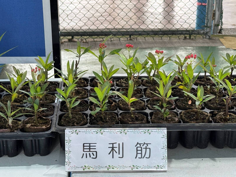 重振「蝴蝶王國」名聲 埔里公所3/12送樹苗 - 生活 - 自由時報電子報