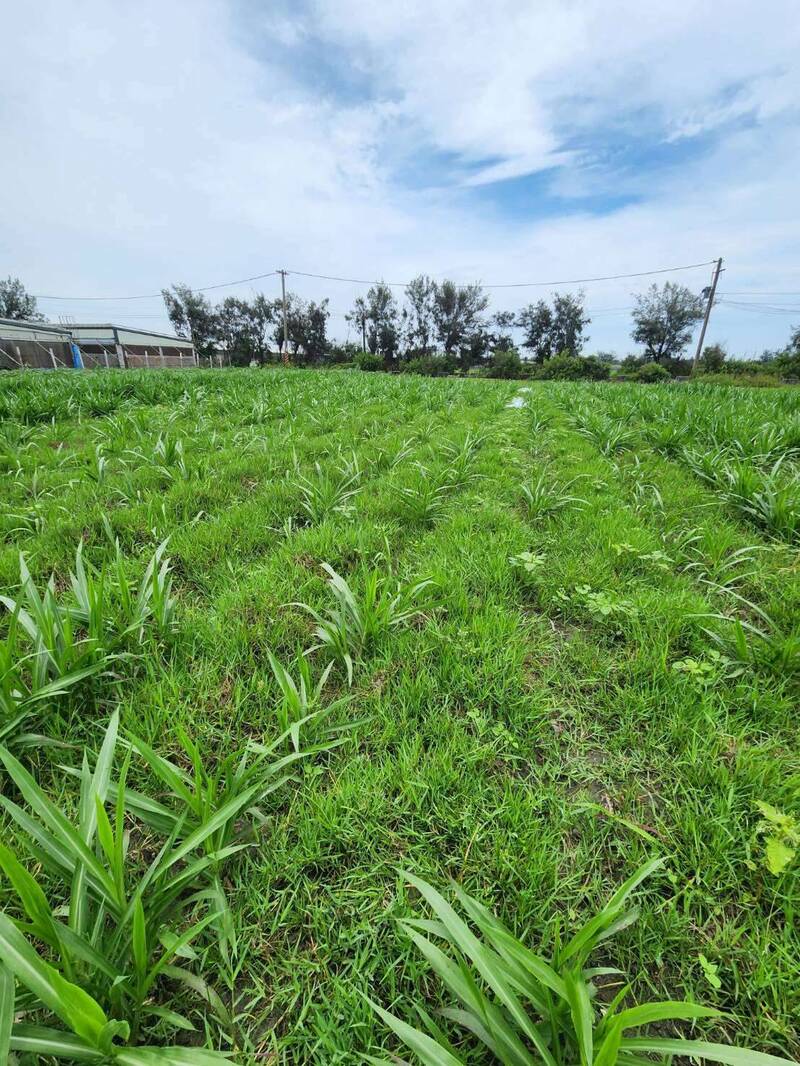 養鵝場廢水讓土壤鹽化農田活化 成功種出牧草達農業循環 - 生活 - 自由時報電子報