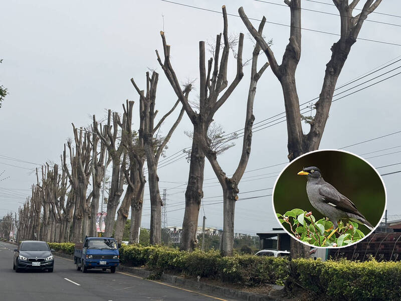 為了不讓八哥鳥棲息，彰化縣斗中路的小葉欖仁被「剃光頭」，居民稱奇醜無比。（記者顏宏駿攝及翻攝）