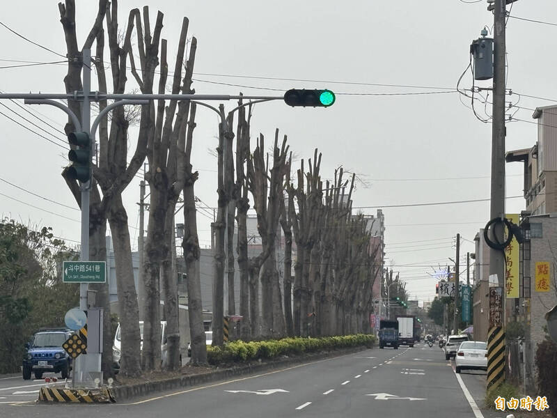 都是八哥鳥惹的禍！南彰化最美「小葉欖仁大道」剃光頭 - 生活 - 自由時報電子報