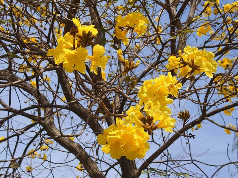 美呆了！彰化黃花風鈴木大爆發 新秘境曝光 - 生活 - 自由時報電子報